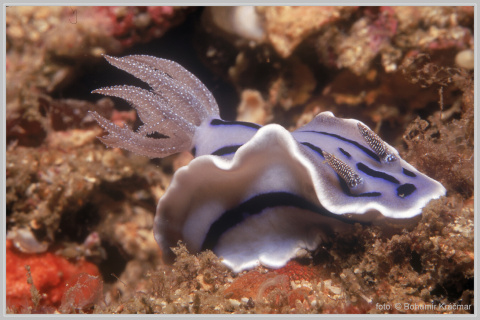 Mindoro_020.jpg