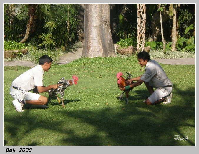 bali_013.jpg