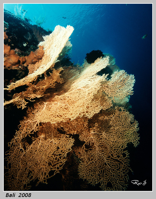 bali_uw_006.jpg
