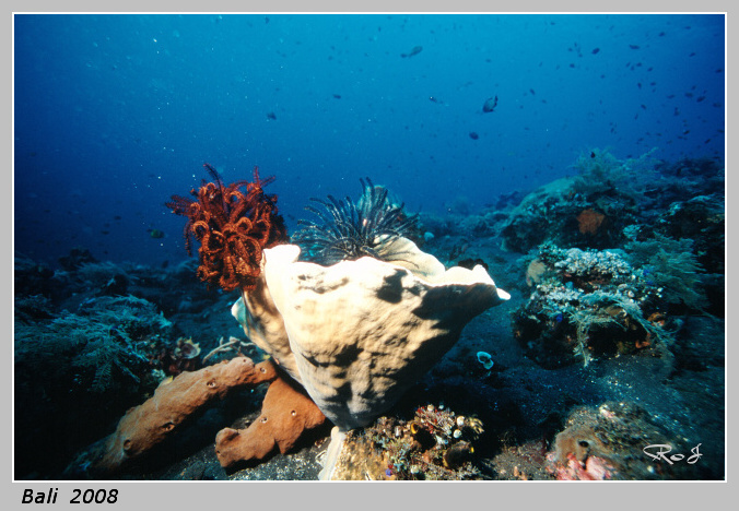bali_uw_015.jpg